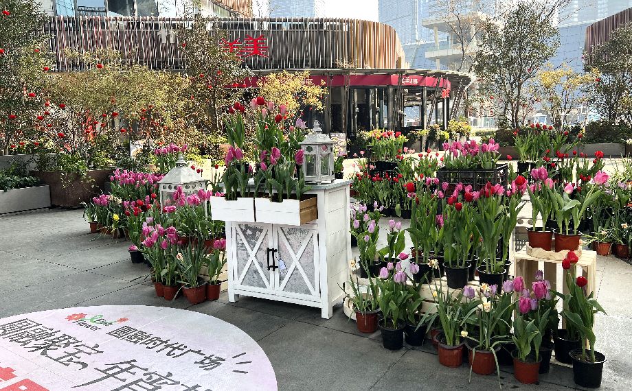 姹紫嫣紅喜迎新，圓融時代廣場年宵花展來啦！